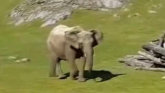 小象被自己鼻子绊倒，一脚摔在了地上，镜头拍