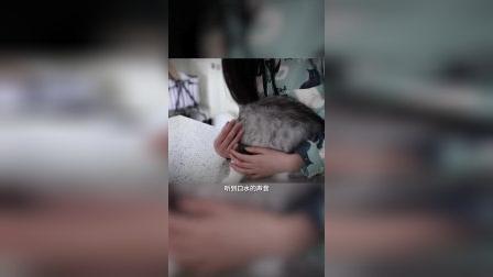 和敬汉卿挑战数猫毛，一天居然掉10万根？敬汉卿