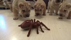 8只沙皮狗狗，被铲屎官的玩具蜘蛛逗得一愣一愣