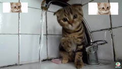小猫看到水管流出来的水，就想过去抓住，这模