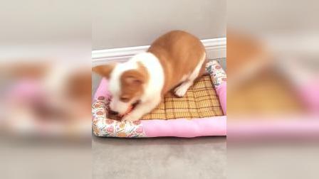 君晓天云狗狗玩具狗子*胶小刺球惨叫雪纳瑞玩柴