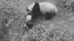 熊猫一把将孩子推到g里，突然想起娃是亲生的，