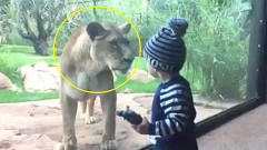 狮子看到小宝宝瞬间兽性大发，宝宝一回头，狮