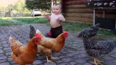 宝宝正在喂鸡，接下来请憋住别笑，镜头拍下搞