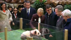 熊猫看着萌却很凶，法国第一夫人都被吓，镜头