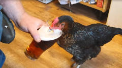 奇葩主人给母鸡喂了几口啤酒，喝完就有点上头