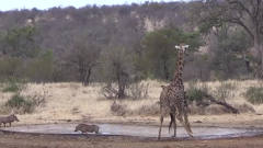 长颈鹿到河边喝水，不料意外的一幕发生了，镜