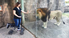 残疾女孩骑着滑板车来看狮子，接下来狮子的举