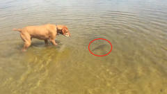 狗狗对着水里的鱼狂吠，鱼儿生气冲向狗狗，场