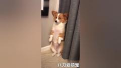 这些狗狗都是戏精学院毕业的吧，太逗了