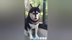 烤鸡给阿拉斯加犬吃，阿拉斯加犬的表现太逗了