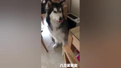 不吃饱就不出门的阿拉斯加犬太逗了