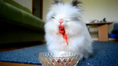 小兔子吃草莓，不料秒变烈焰红唇，镜头记录搞