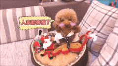 【火龙果的日常】狗狗收到圣诞礼物, 表情亮了