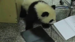 大熊猫：熊猫闯进*爸的办公室，上演“大闹天宫