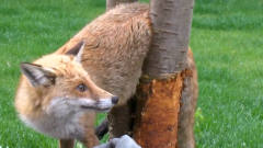 狐狸翻墙偷鸡吃，不料被卡在了树杈上，蠢萌的