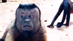 天津动物园，一猴子有张国字脸，网友取名“囧