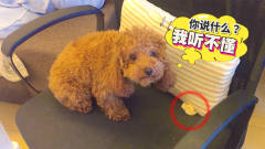 傻狗狗捡到一个饺子，舍不得吃，竟把饺子藏椅