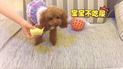 给狗狗吃榴莲，狗狗的反应太搞笑了！
