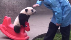 *爸教熊猫宝宝骑木马，场面搞笑，*爸：真是我带