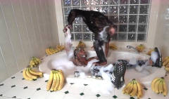 男子在浴缸上摆满香蕉，让猩猩给自己搓澡，镜