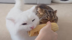 猫不都是喜欢吃鱼的吗？为什么看到玉米就逗上