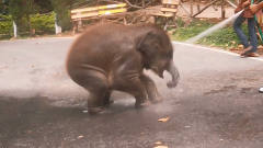 男子在冲洗公路，一头小象跑来要求帮忙洗澡，