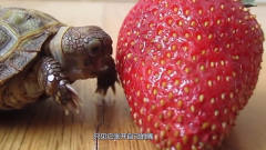 乌龟第一次吃草莓，这样的反应也是很逗了，网