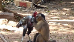 一只鸡正在找吃的，却被猴子一把抓住，接下来