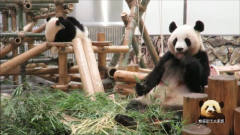 食欲旺盛的熊猫妈妈和困意十足的熊孩子组团卖