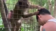 家庭幽默录像：游客给猴子一个橘子，这猴剥完