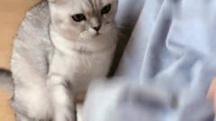 萌宠：猫咪的孩子藏在窗帘下，结果一打开窗帘