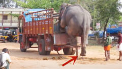 4吨重的大象下车，小心翼翼不知道先伸哪条腿，