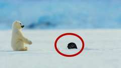 小北极熊冰面玩耍，突然一只海豹冒了出来，熊