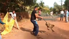 猴子屡次进村捣乱，被村民抓住以后，惩罚的过