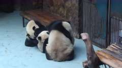 熊猫抢了别熊的苹果，结果惨遭两只熊猫猛揍，