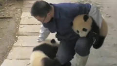 只有饲养员不把熊猫当国宝，被一手抓一只，太