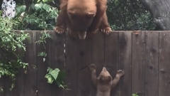 熊妈妈带孩子翻墙，谁知小熊翻不过去，于是搞