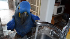 鹦鹉自己打开水龙头洗澡，当主人把水流调小后
