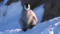 企鹅摔倒搞笑合集，不是我太胖，都是冰太滑
