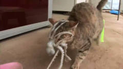 猫咪偷吃章鱼，被章鱼趴在脸上的囧样，太搞笑
