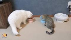 大猫和小猫一起吃饭，大猫总觉得小猫碗里的好