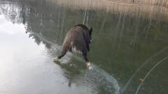 一只野猪被困在结冰的湖面上，下一秒憋住别笑
