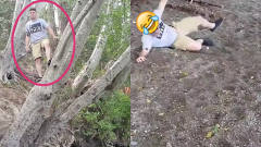 搞笑失误瞬间，男子爬到树上意外发生，一屁股