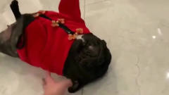 萌宠：斗牛犬在家里小便，女主人说了它两句，