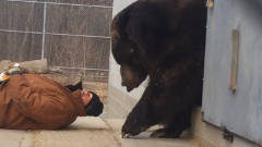 大棕熊想要出门，不料主人突然倒在门前，黑熊