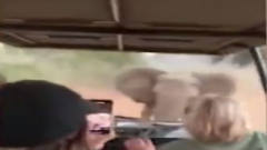 南非大象发怒路上疯狂冲撞游客车 游客全程淡定