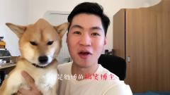 柴犬vs铁馆教练