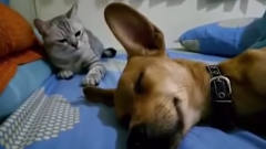 狗狗睡觉放了一个屁，猫咪对着狗头就是几巴掌