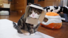 猫咪把自己脸套进纸箱里，太逗了